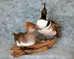 HOODED MERGANSER